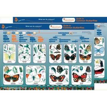 Common Butterflies Identification Guide Pack