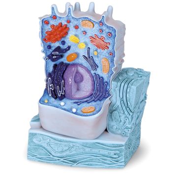 Animal Cell Model