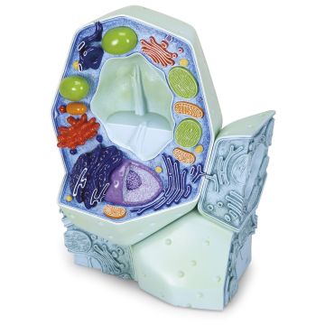 Plant Cell Model
