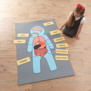 Body Organs Mat