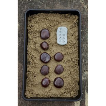 Tactile Counting Stones