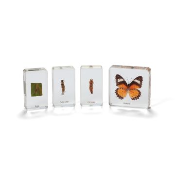 Butterfly Life Cycle Real Life Specimens