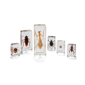 Insects And Spiders Real Life Specimens