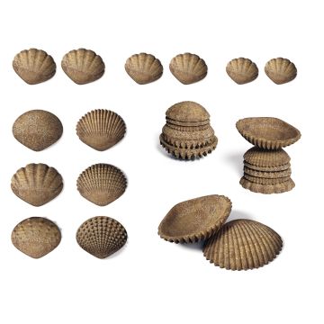 Tactile Shells - Pack of 36
