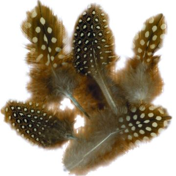 Feathers 10g  - Natural Spotted