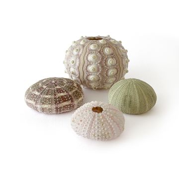 Urchins Set - Pack 12